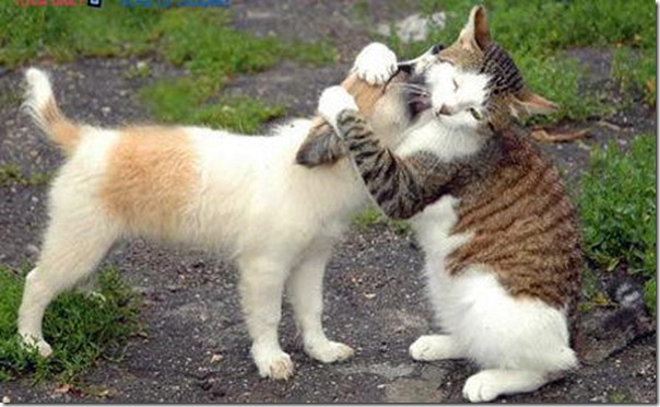 cat_hugging_dog_thumb.jpg