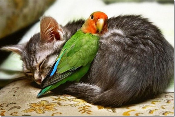 Image result for bird and cat hugging